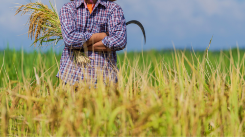 草刈りの道具-500x281