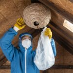 札幌のスズメバチ駆除業者