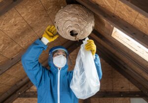 札幌のスズメバチ駆除業者